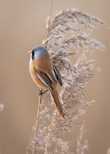 Bearded reedling 3