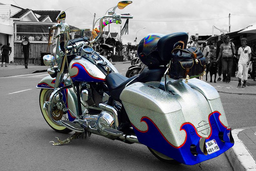 American Beauty by Doms Photos