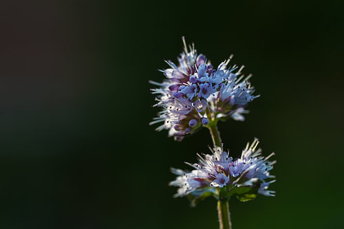 Blüte der Wasserminze (Mentha aquatica), einer mehrjährigen Pflanze, die wild in Feuchtgebieten und 