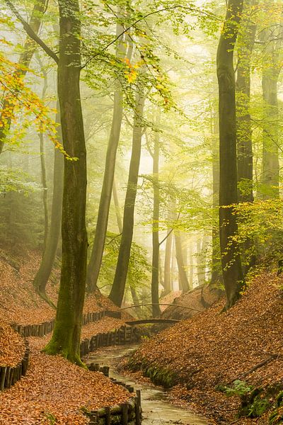 Misty morning Veluwezoom by Danny Slijfer Natuurfotografie