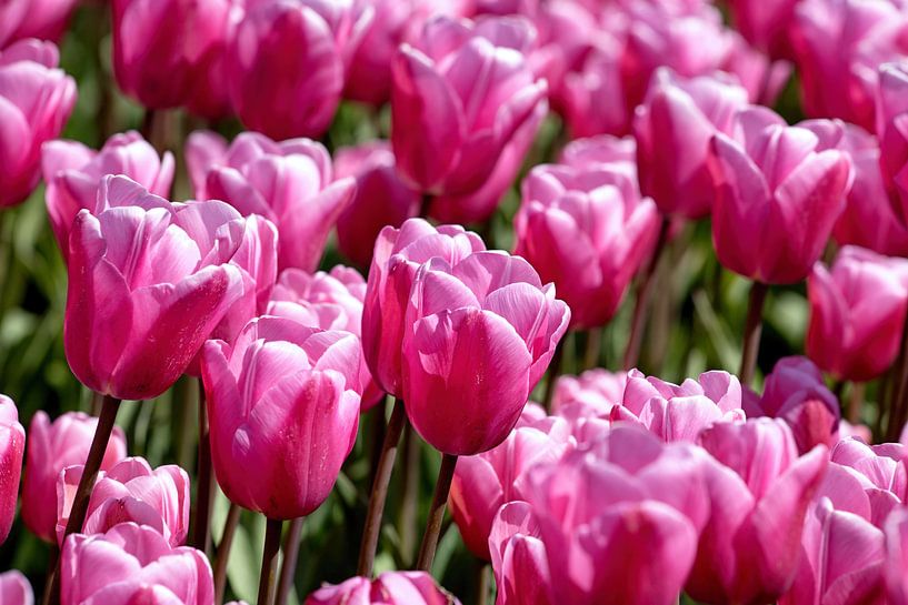 pink purple tulips by W J Kok