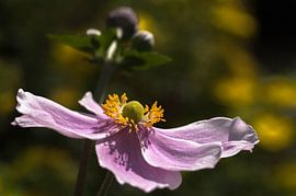Anemone