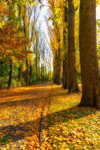 Herbst Rheinpark Allee par Dagmar Marina