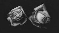 Roses.