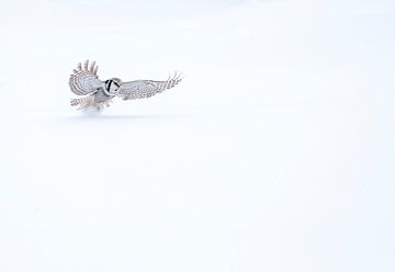 Northern Hawk Owl, Surnia ulula by Beschermingswerk voor aan uw muur