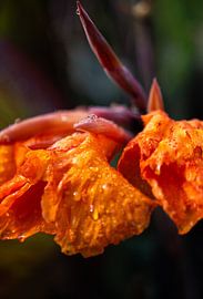 One drop universe von Catch Chris