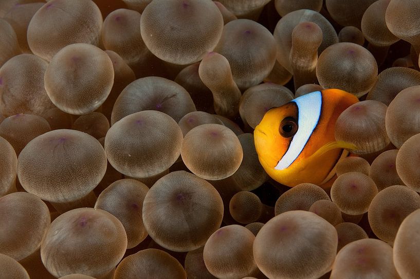 Poisson-clown par Ilan Ben Tov