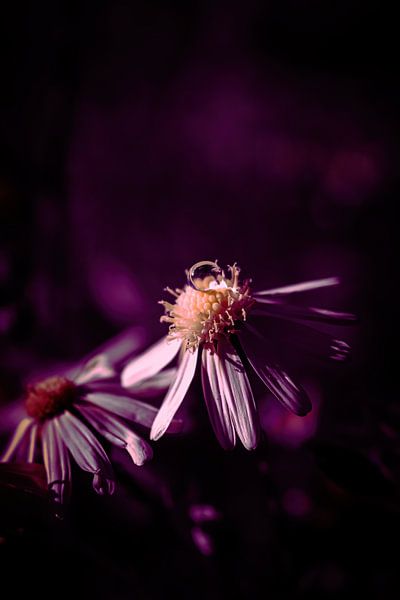 Flower by Pixel4ormer