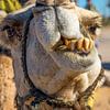 dromadaire, Maroc sur Jan Fritz