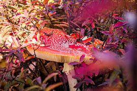 Mushroom by Stefanie Wouters-Kersten