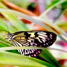 Bunter Schmetterling im Gras von Carin Klabbers