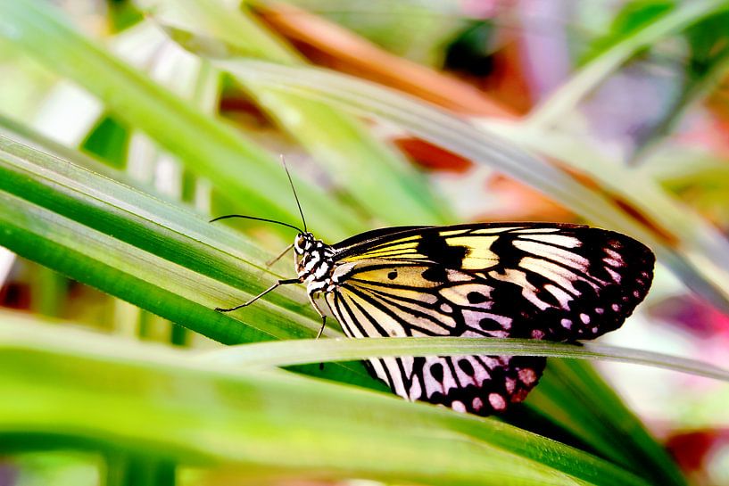 Colorful butterfly in grass by Carin Klabbers