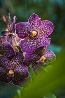 vanda pourpre foncé