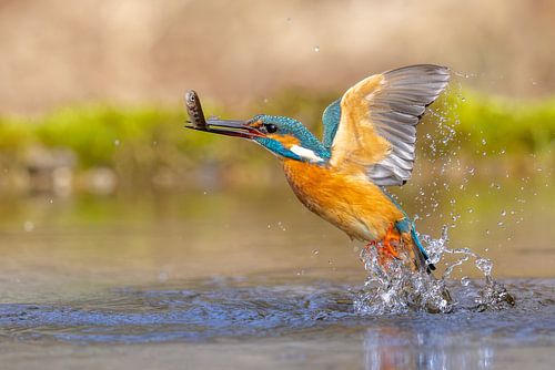 Kingfisher in flight
