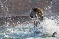 Blij zwemmende tijger van Ellen van Schravendijk thumbnail