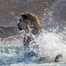 Blij zwemmende tijger van Ellen van Schravendijk