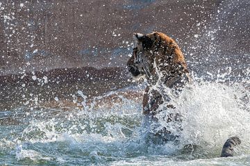 Blij zwemmende tijger van Ellen van Schravendijk