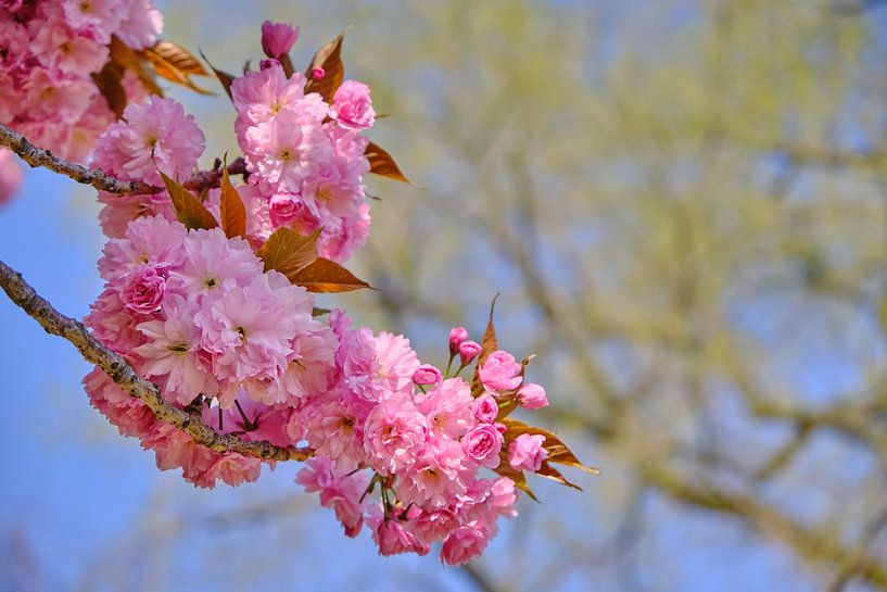 Ast mit frischer strahlender Blüte von 77pixels