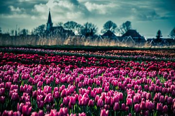 tulpen in Oostwoud