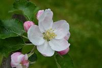 Apple blossom, Åkerö