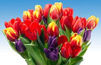 Tulpenstrauß mit verschiedenen Farben