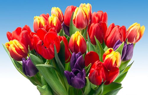 Bunch of tulips with different colours