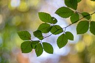 Fresh beech leaves 1 by Danny Budts thumbnail