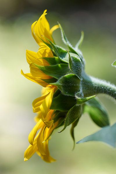 Tournesol par Ad Jekel