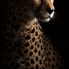 Portrait intense d'un guépard dans une lumière dramatique sur un fond noir profond – une image puissante de la faune sauvage pleine d'élégance, de concentration et de mystère. sur Design Wall Arts