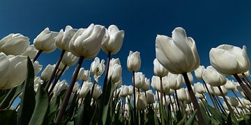Witte tulpen en een blauwe lucht in Noord Holland van Marjolijn van den Berg