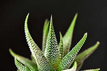 Aloe im Dunkeln von Philipp Klassen