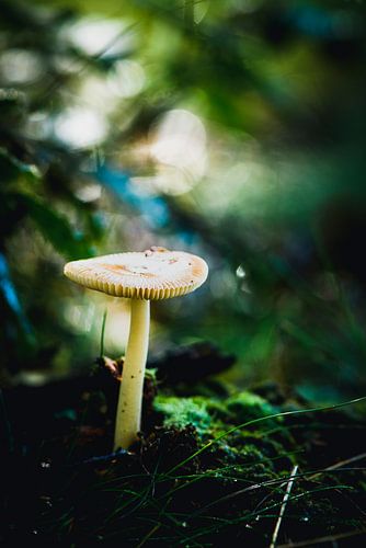 Paddenstoel op de Veluwe