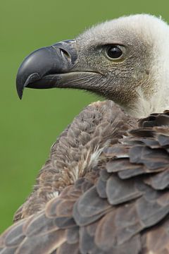 Weißrückengeier (Gyps africanus) von Ronald Pol