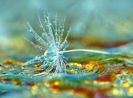 Petrola (Paardenbloem Pluisje in Petrol) van Caroline Lichthart