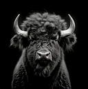 dramatic portrait of a wild bison looking straight into the camera by Margriet Hulsker thumbnail