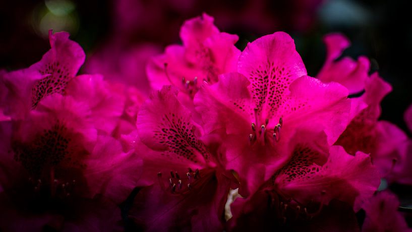 full of colour, full of life by Bernadet van der Werf