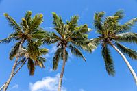 Vier palmbomen in de zon