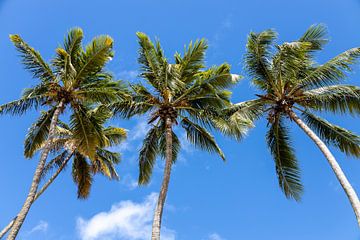 Vier palmbomen in de zon van Studio468