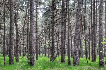 Bomen in het groen van Sander_fotografie_