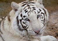 Witte tijger