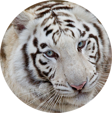 Witte tijger van Ulrich Brodde