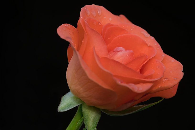 Rose unique orange sur fond noir par Jolanda de Jong-Jansen