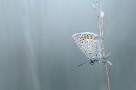 Blue morning...... (Butterfly, Summer, Blue) by Bob Daalder thumbnail