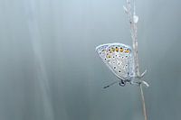 Blue morning...... (Butterfly, Summer, Blue)