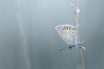 Blue morning...... (Vlinder, Zomer, Blauw)
