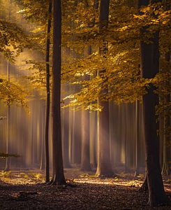 The golden delight
