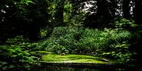 Naturbild eines niederländischen Parks mit alten Bäumen und Gräben von MICHEL WETTSTEIN Miniaturansicht