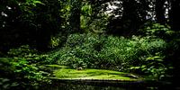 Naturbild eines niederländischen Parks mit alten Bäumen und Gräben