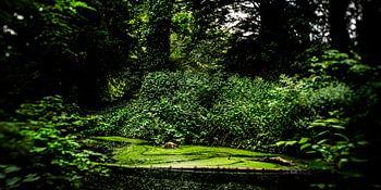 Image de nature d'un parc néerlandais avec de vieux arbres et des fossés