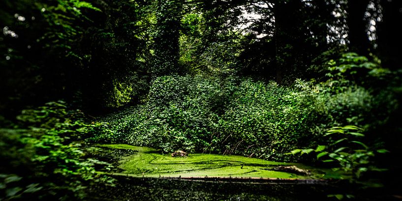 Naturbild eines niederländischen Parks mit alten Bäumen und Gräben von MICHEL WETTSTEIN